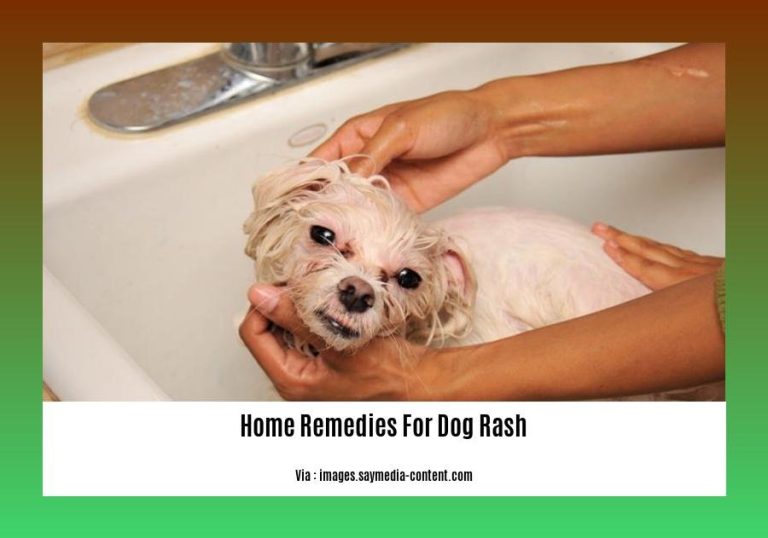  Home Remedies for Dog Rash Natural and Effective Solutions for Itchy