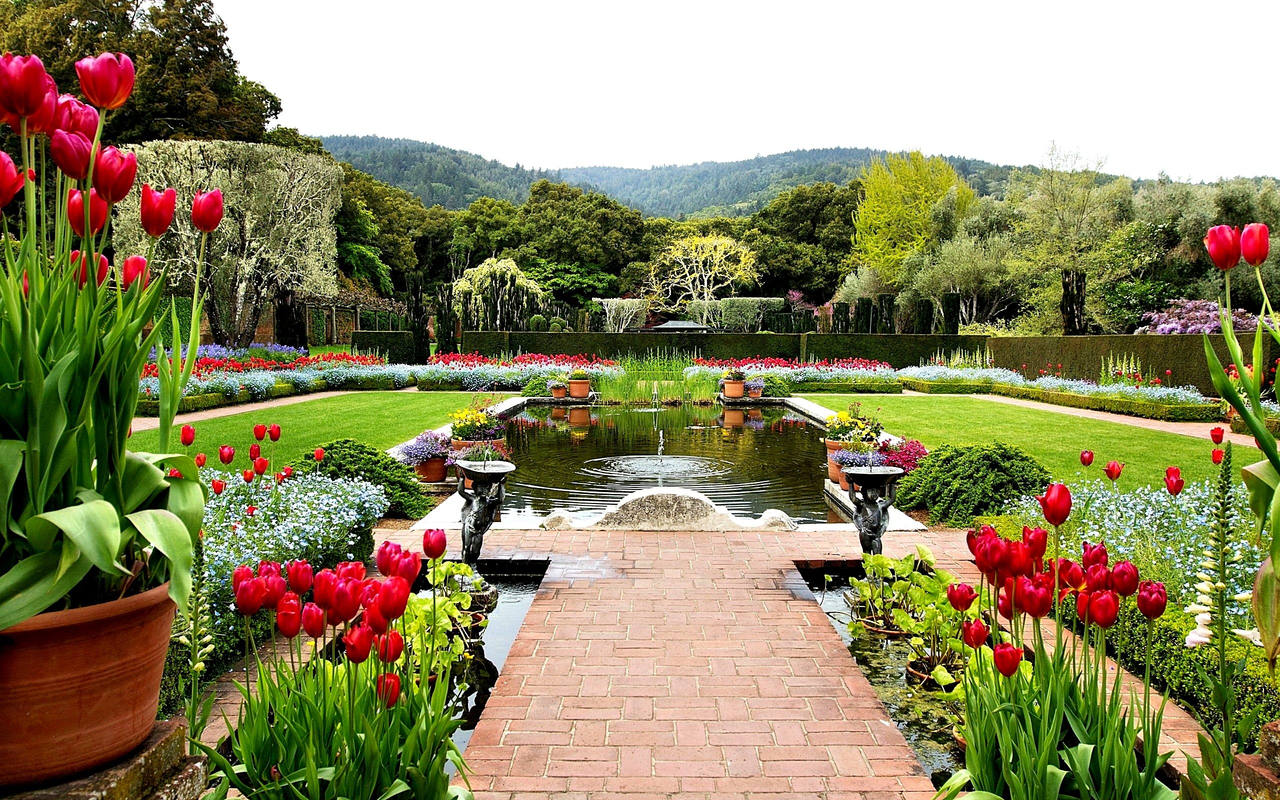 Best Flower Plants For Home Garden In India A Comprehensive Guide 