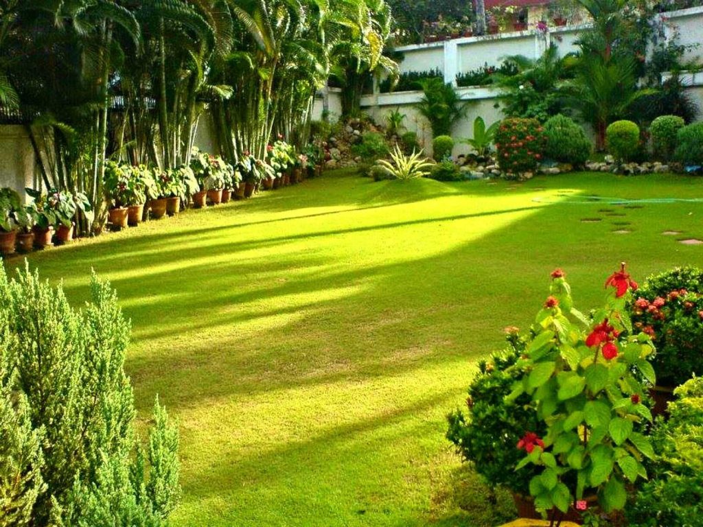 Discover the Best Fruit Plants for Home Gardens in Kerala - Wave Sold