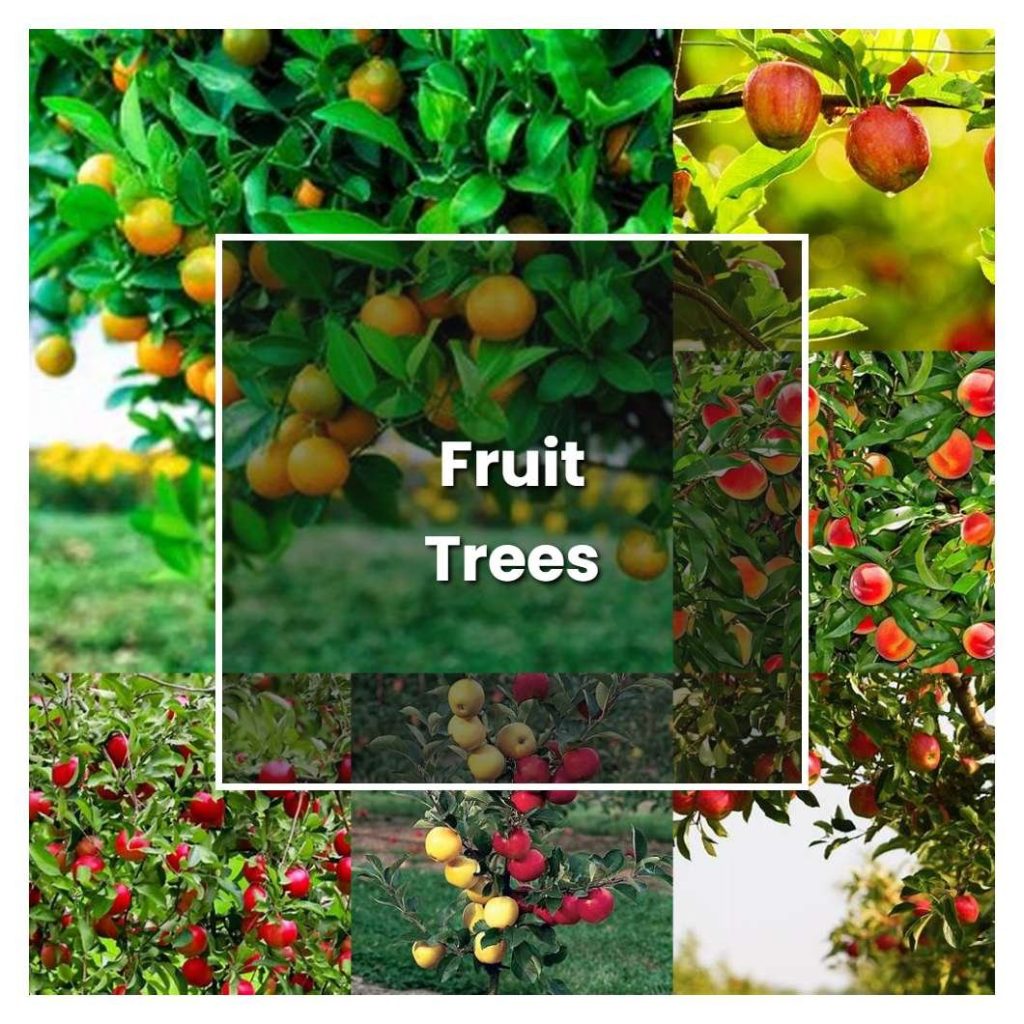 - Discover the Best Fruit Plants to Grow at Home in India: A Guide to ...