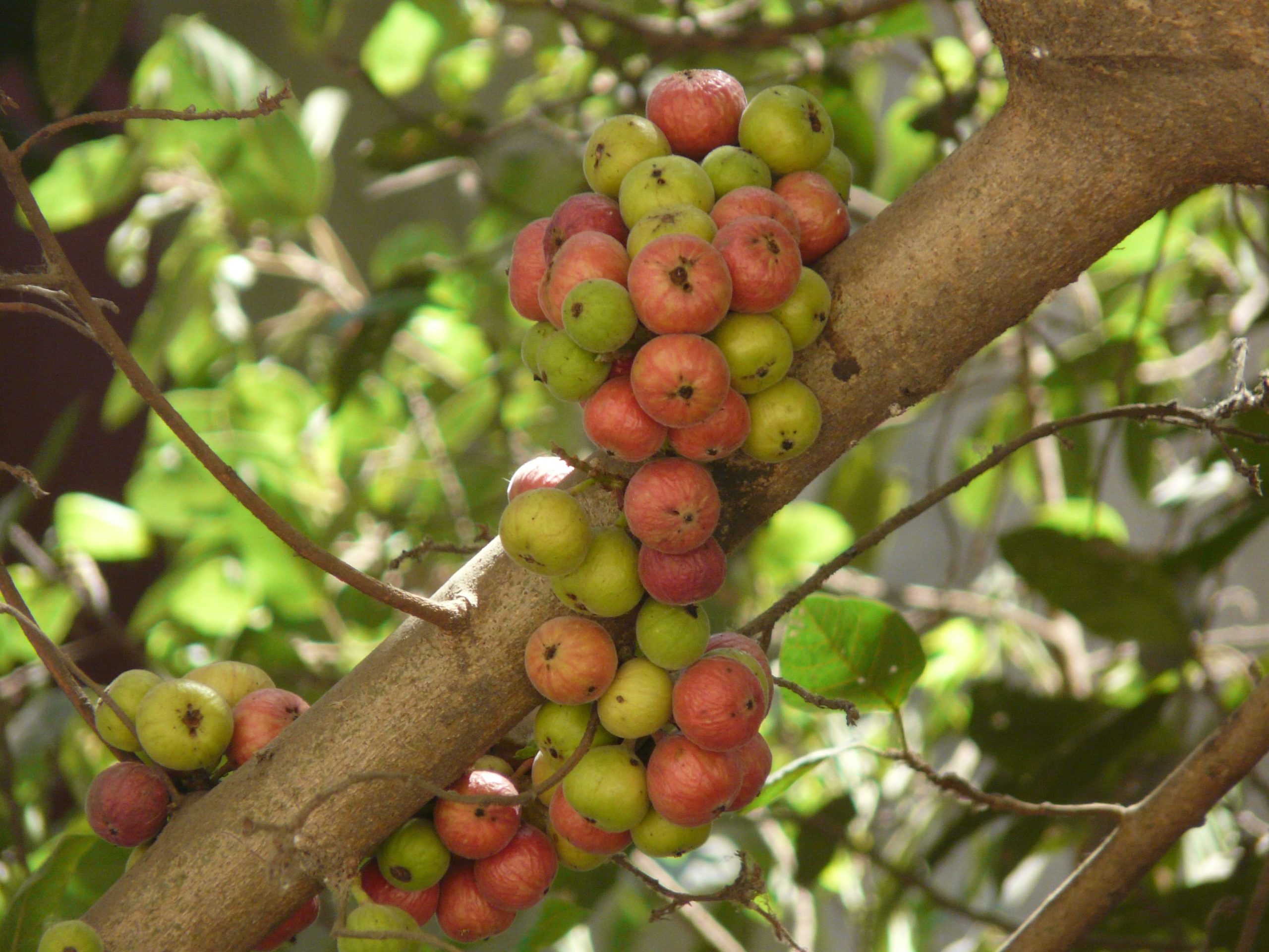 best fruit trees to grow at home in kerala