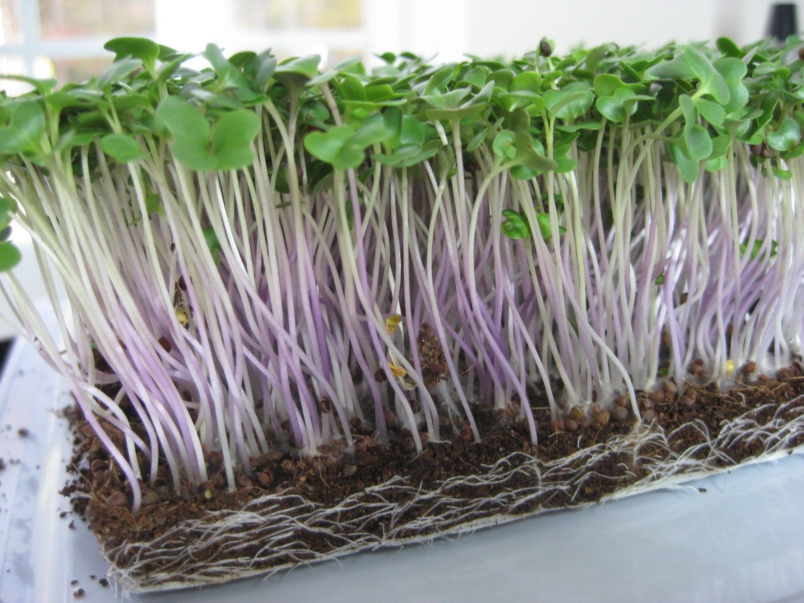 best microgreens to grow at home