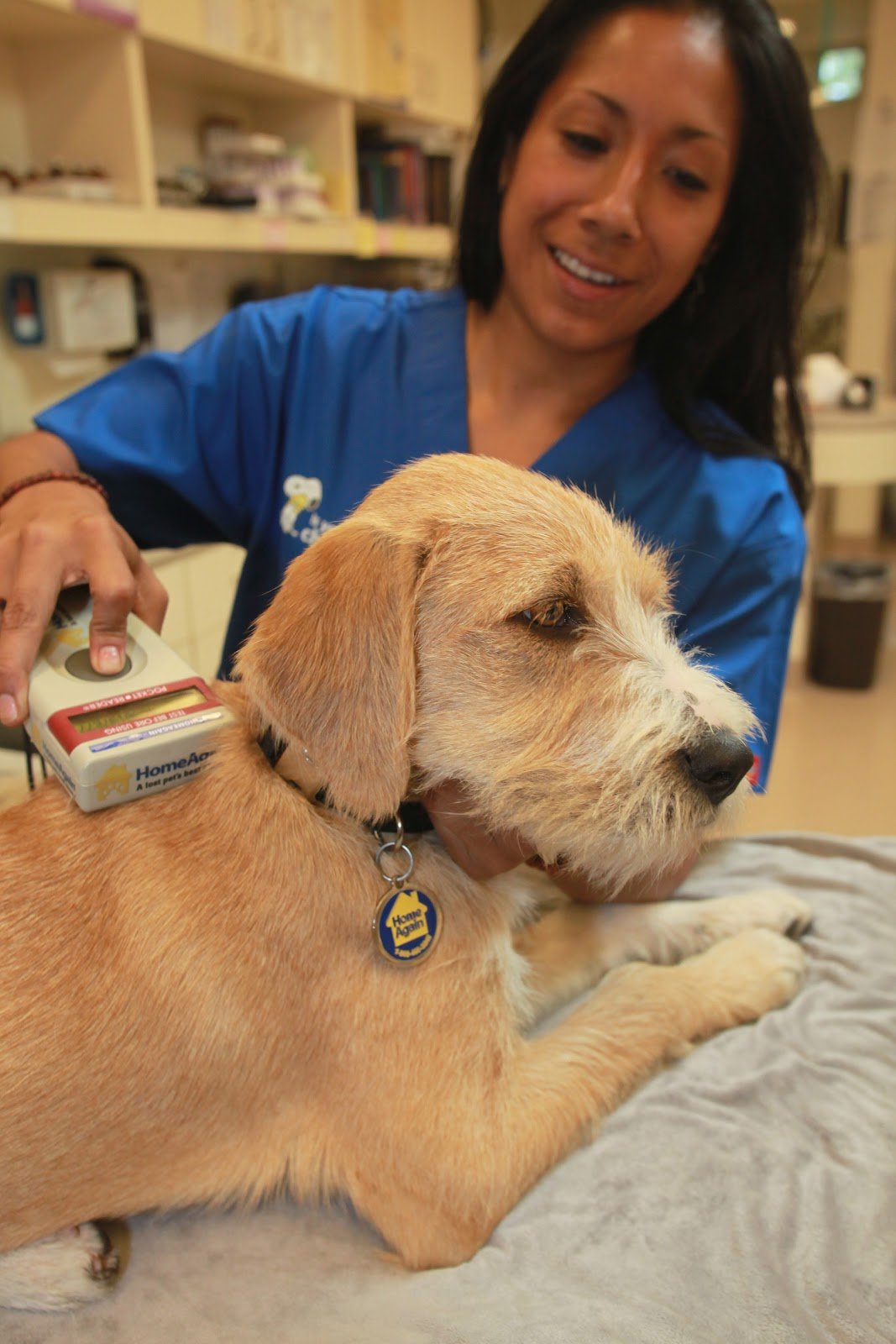 home again pet recovery phone number