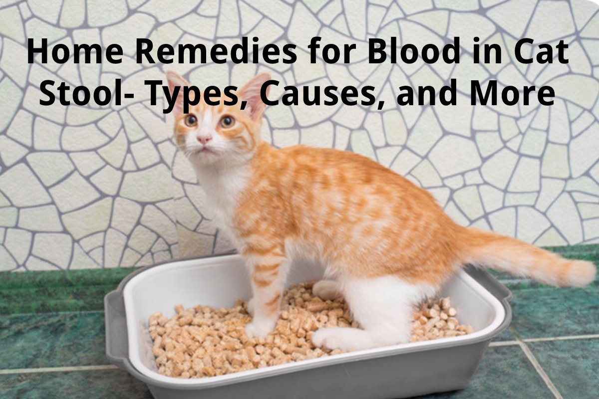 home remedies for cats in pain