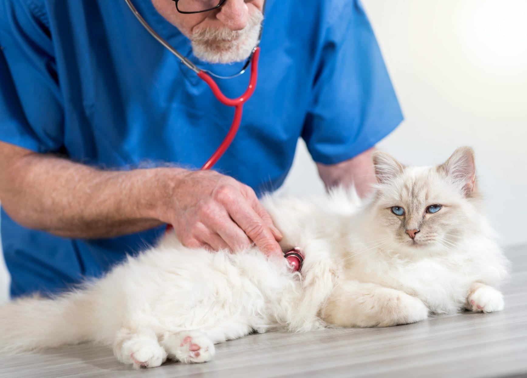 home remedies for cats with upper respiratory infection