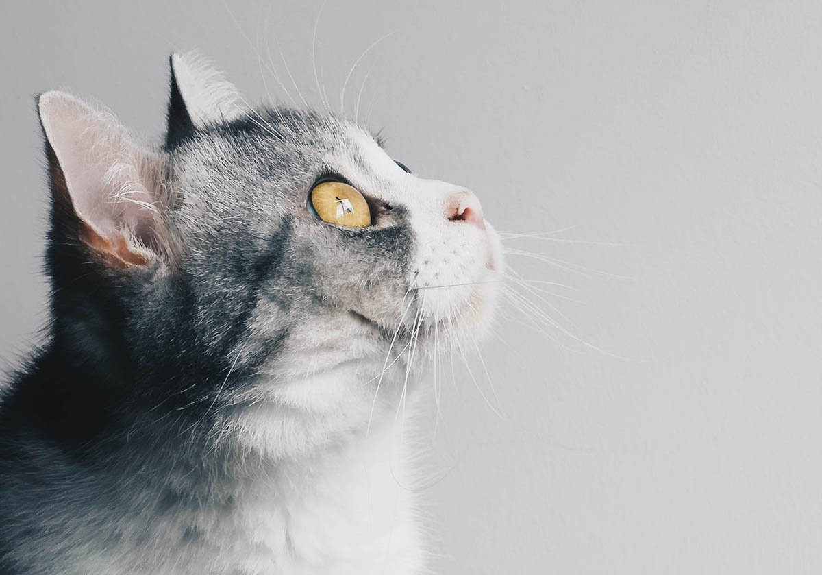 home remedies for kittens with colds