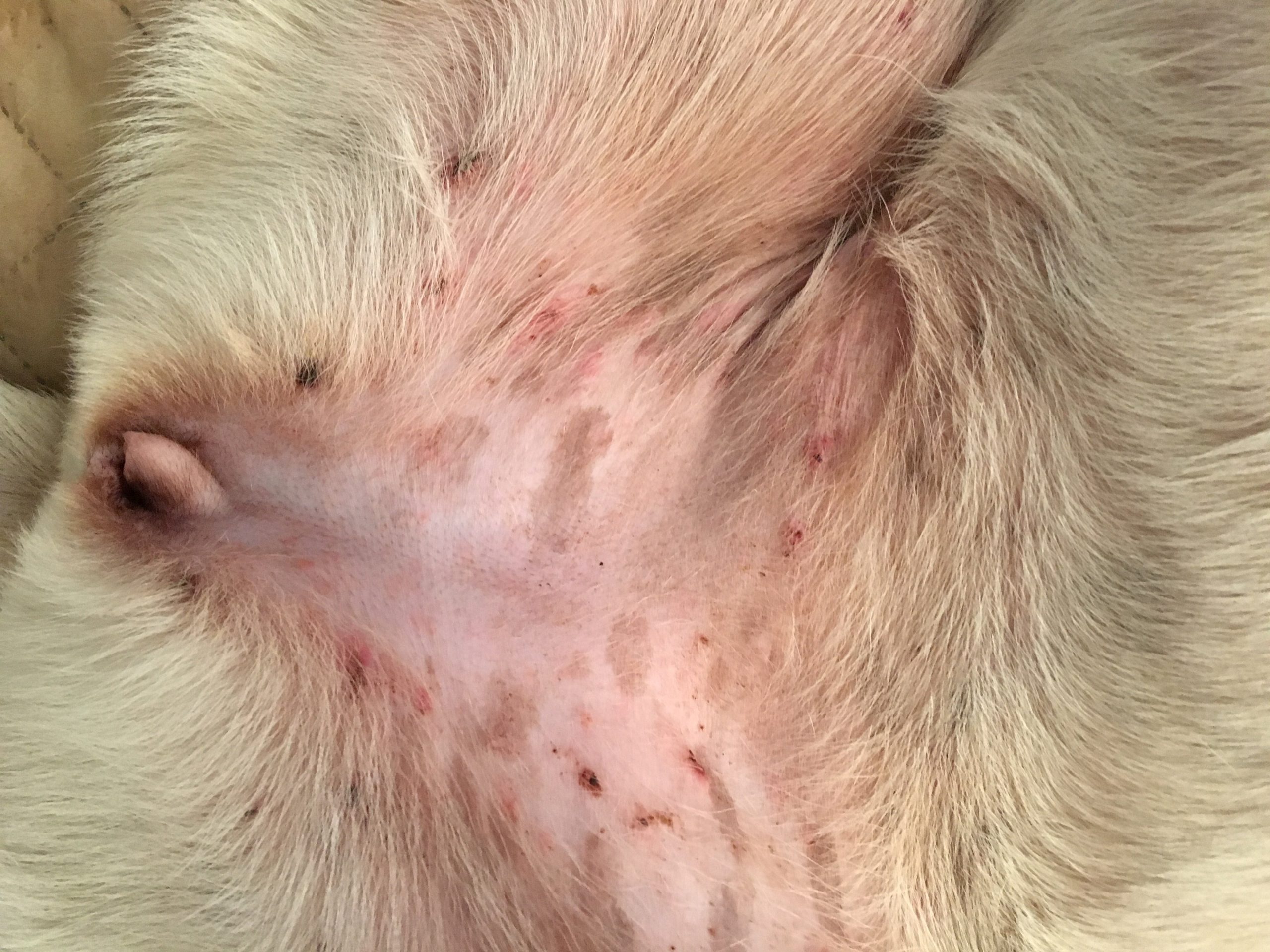 home remedies for skin rash on dogs