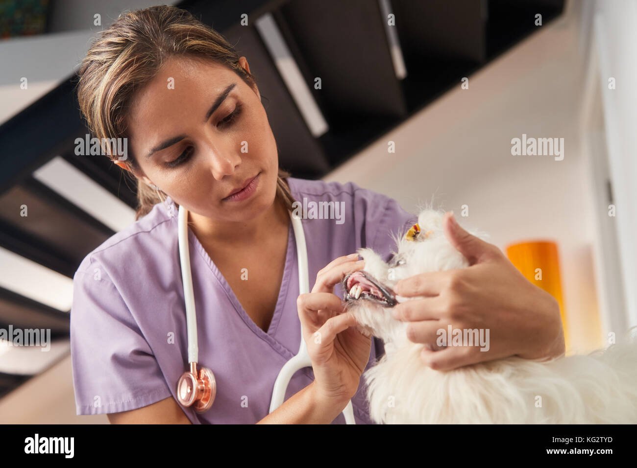 home visit vet melbourne
