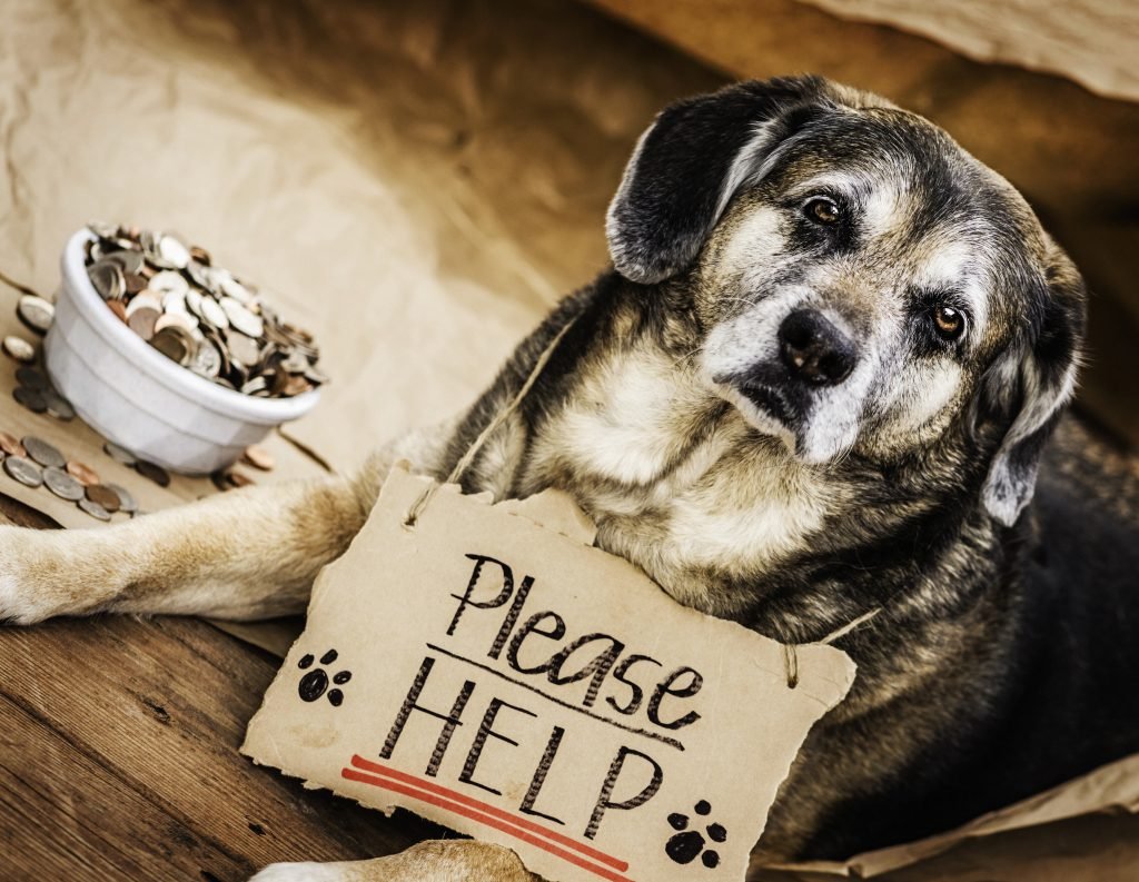 homeless animal rescue team