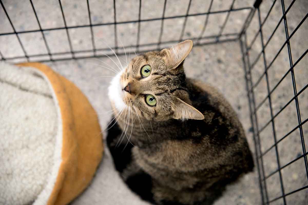 homeless cat shelter