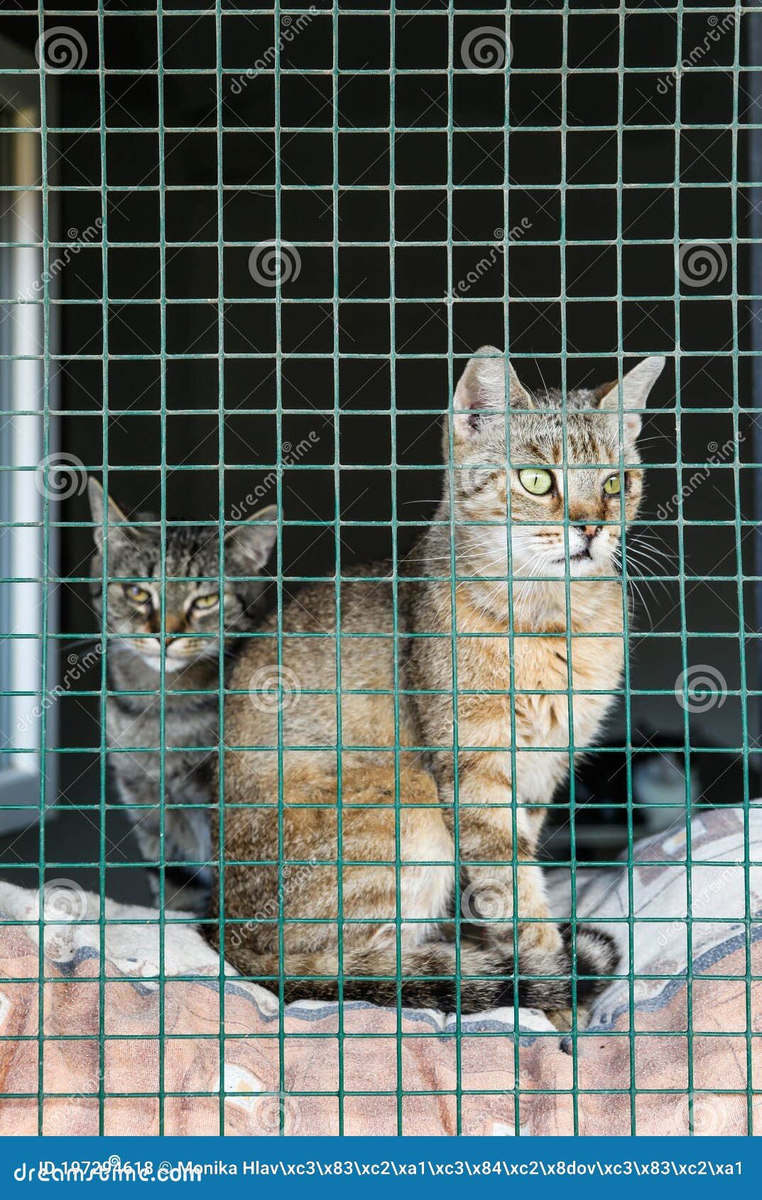 homeless cat shelter