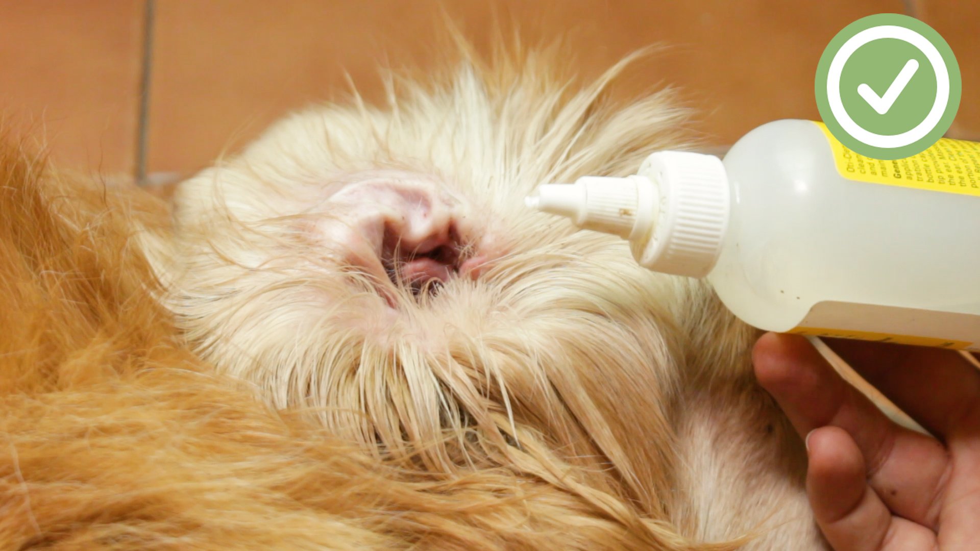 homemade dog ear cleaner