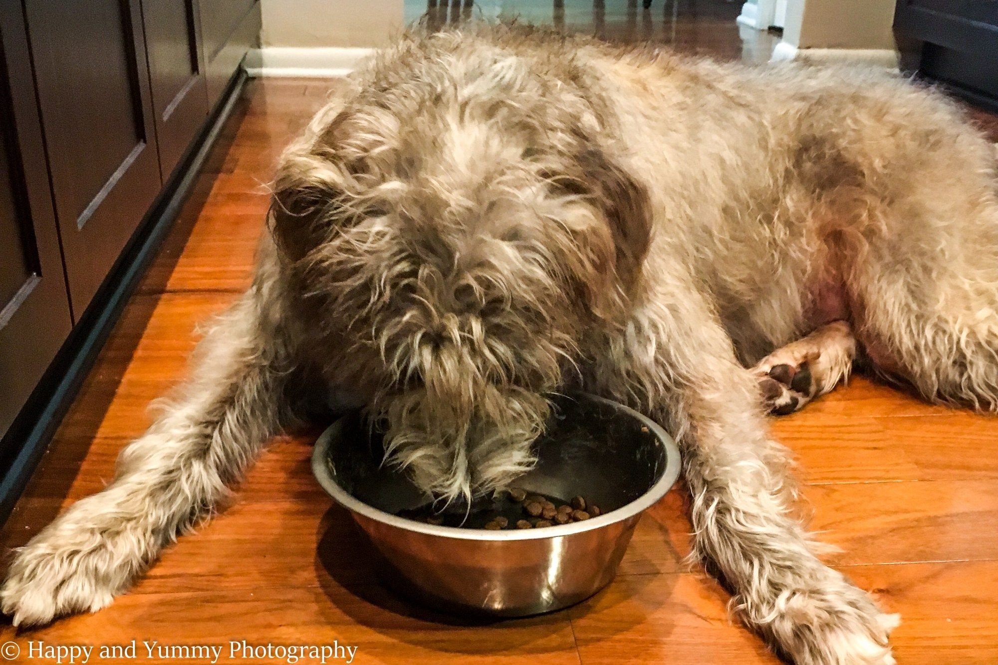 homemade dog food crockpot