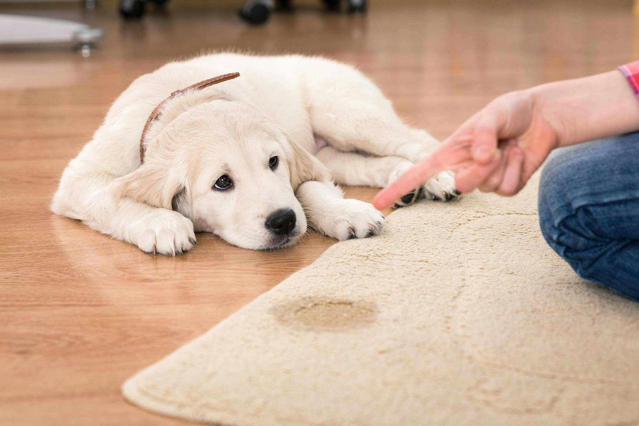 homemade dog food for dogs with bladder stones
