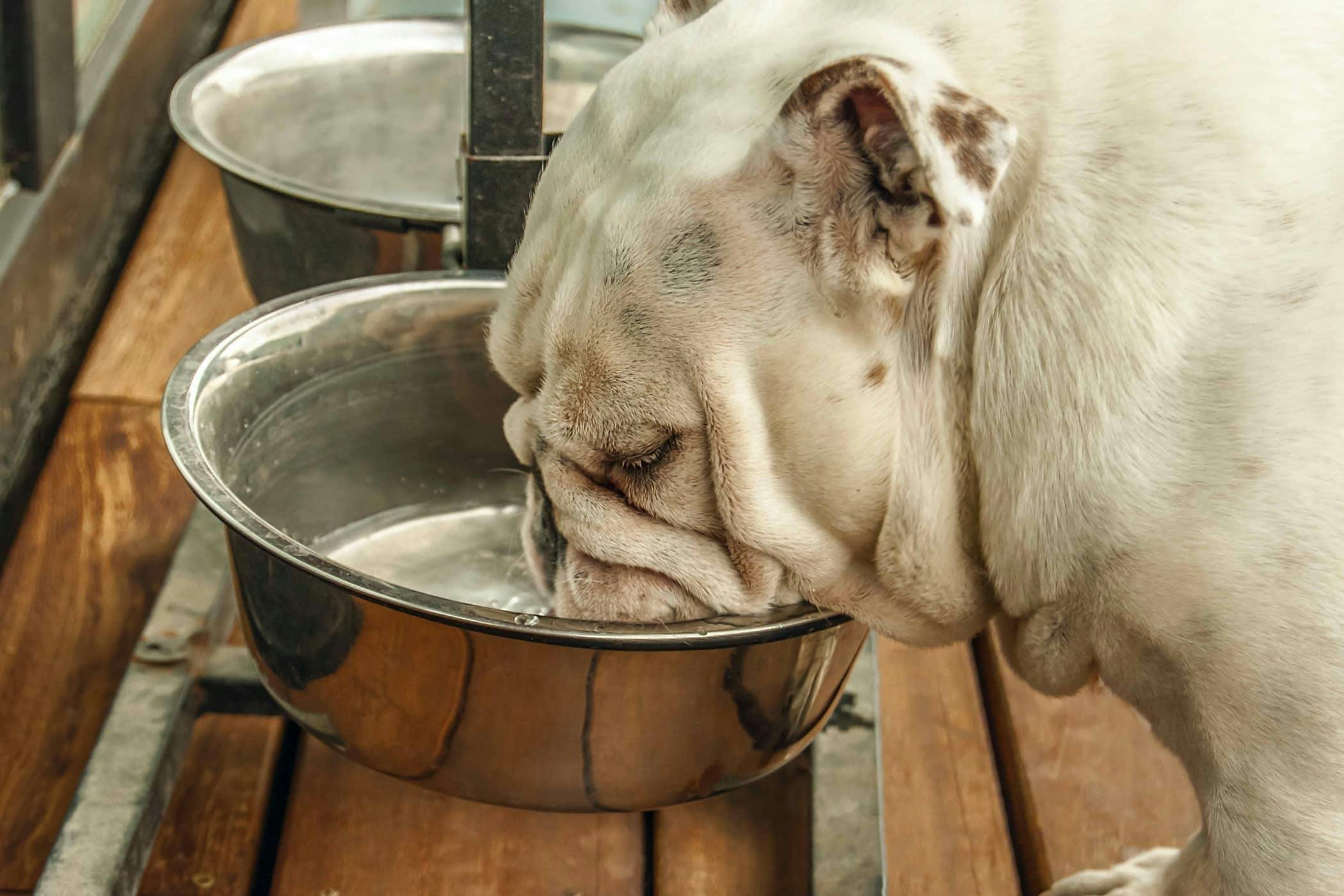 homemade dog food for dogs with bladder stones