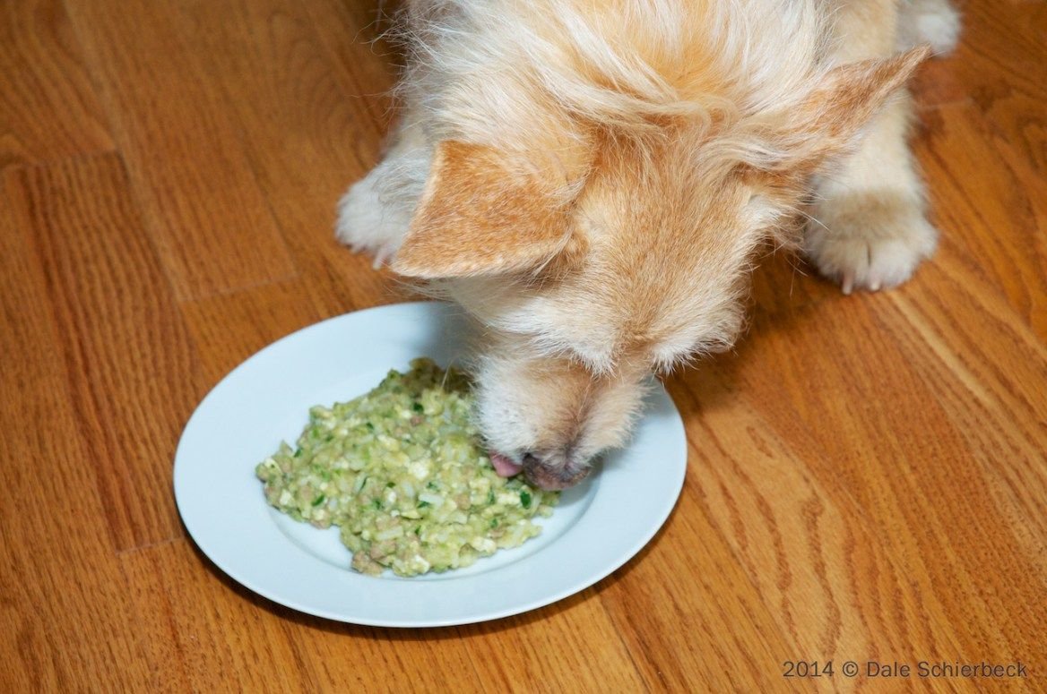 homemade food for dog with kidney disease