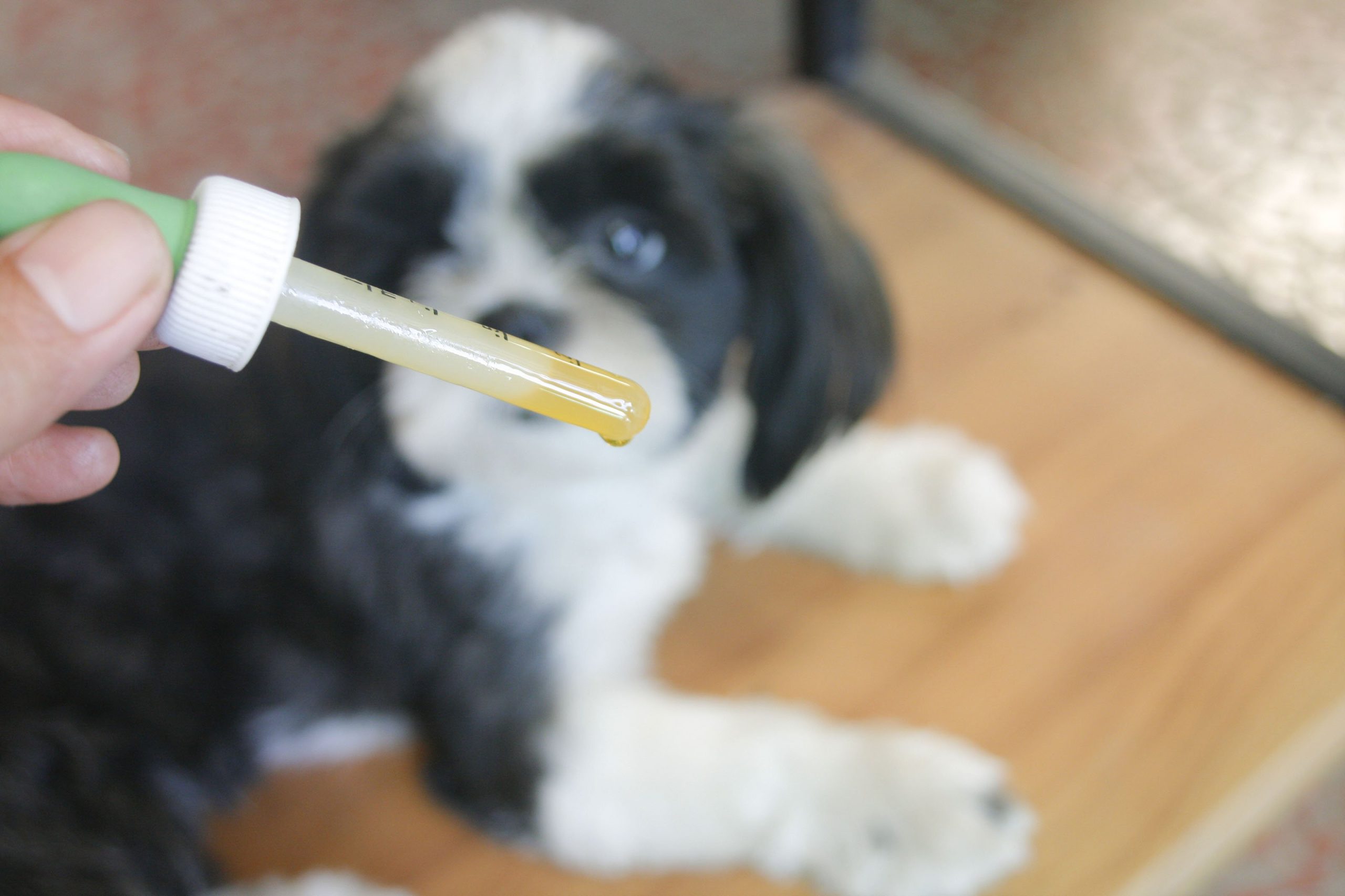 homemade food for dogs with bladder stones