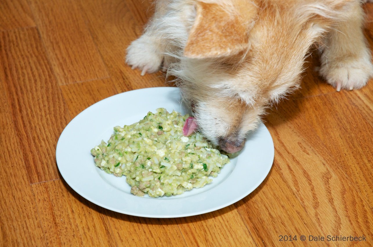 homemade food for dogs with kidney disease