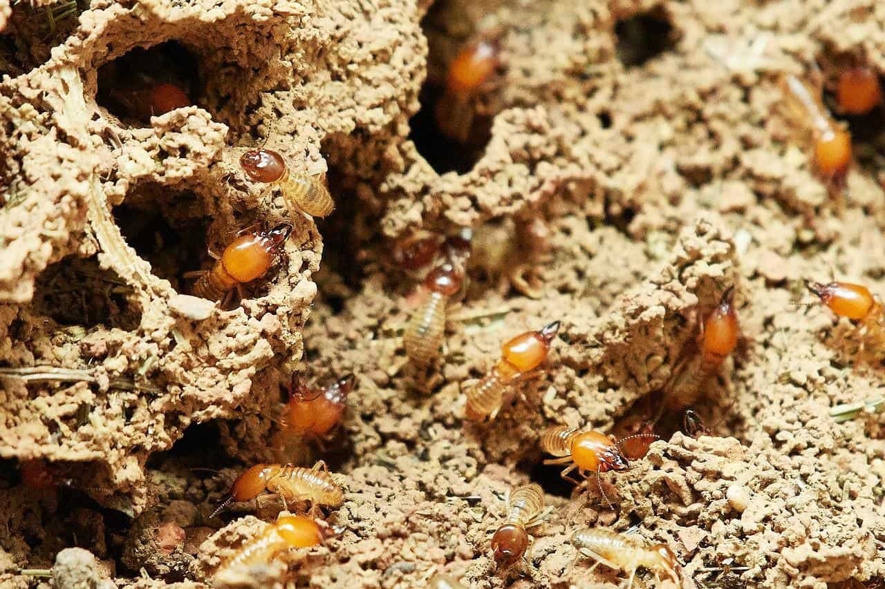 home remedy for termite control