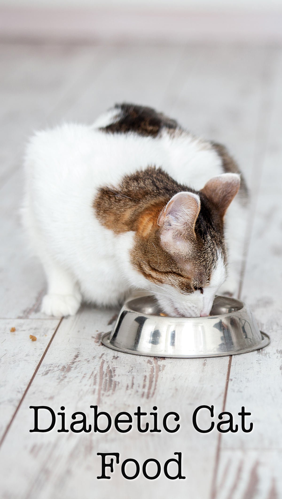 homemade diabetic cat food