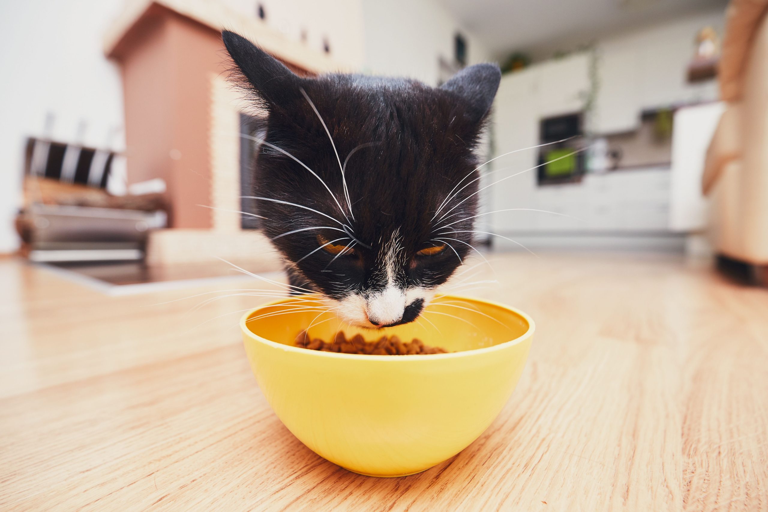 homemade diet for cats