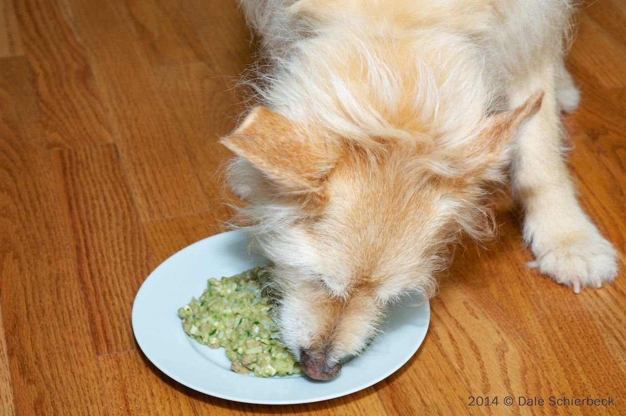 homemade diet for dog with kidney disease