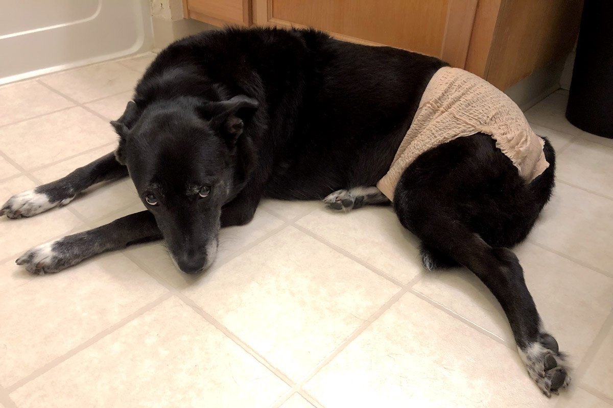 homemade dog food bladder stones