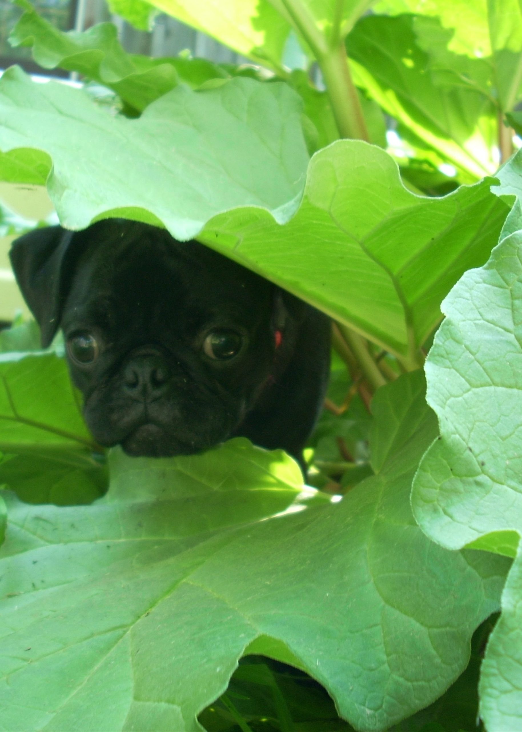 homemade dog food for calcium oxalate stones