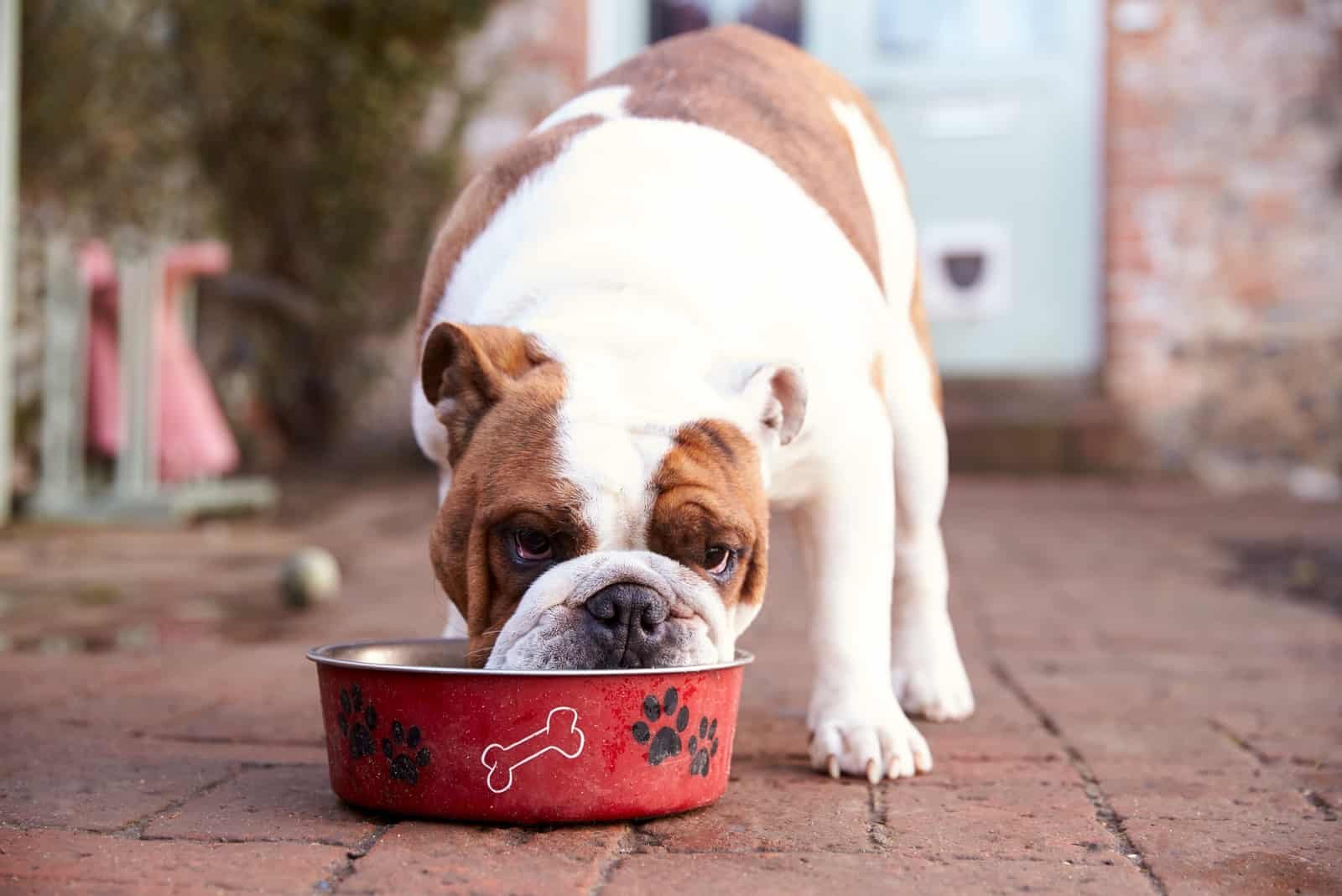 homemade dog food for kidney failure
