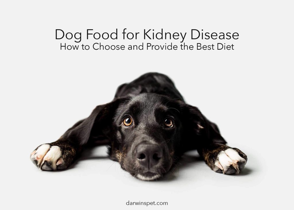 - Harmonizing Homemade Dog Food for Renal Failure: A Journey to ...