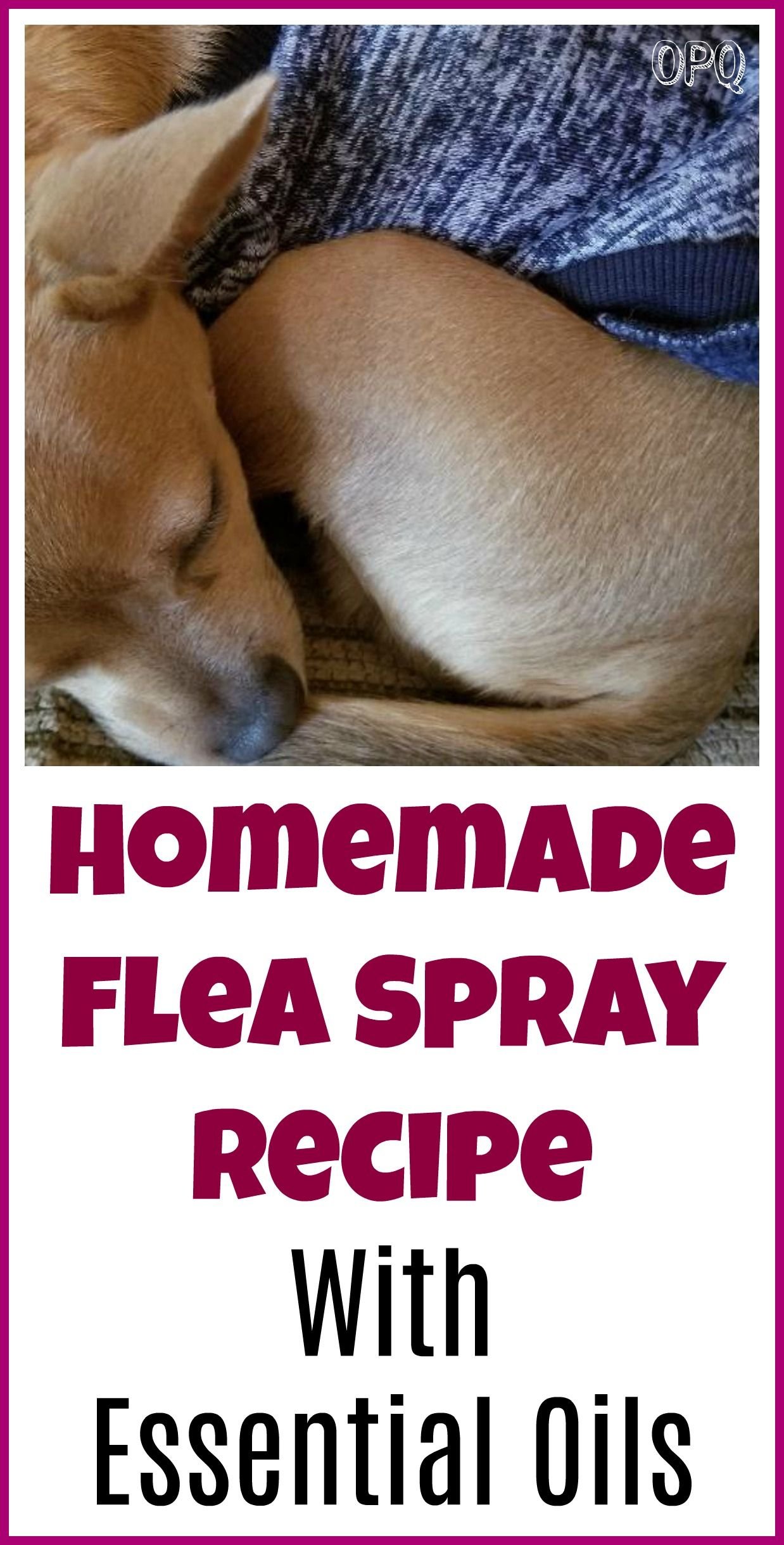 homemade flea spray cats