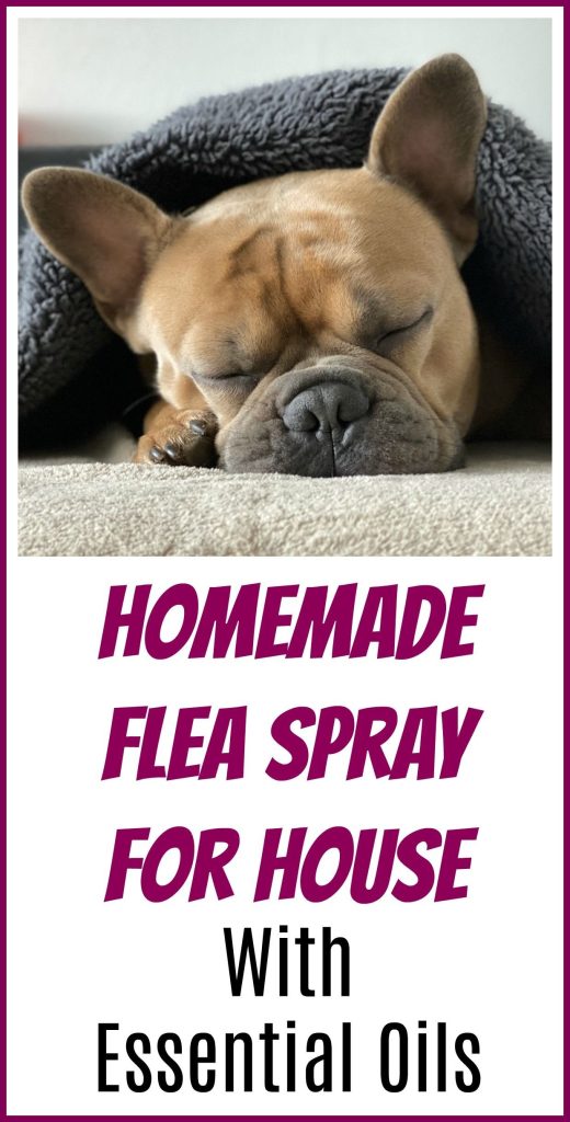  Homemade Flea Spray for Cats A Comprehensive Guide for Pet Owners Wave Sold