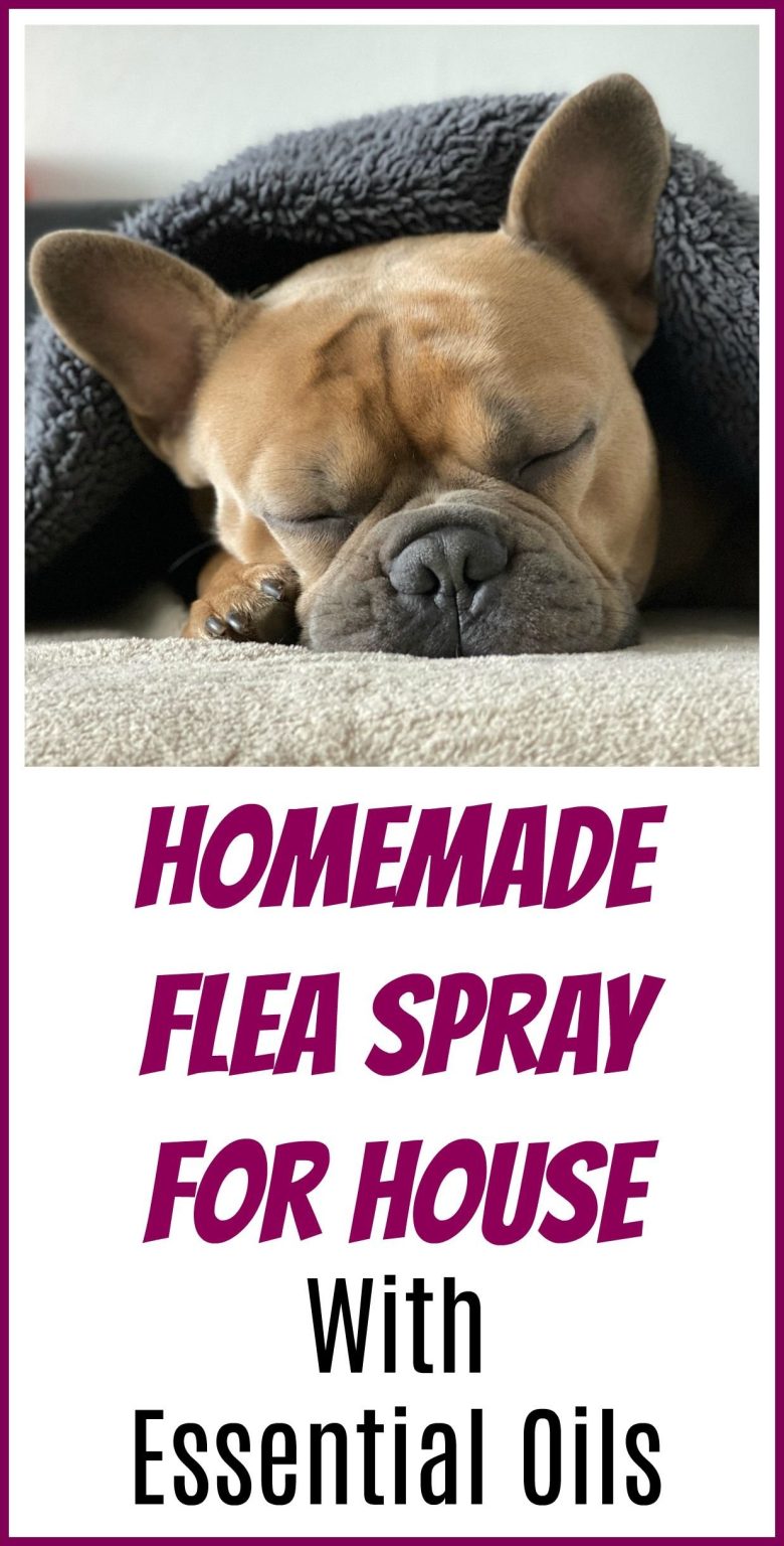 Photo inspiration: Homemade Flea Spray For Cats Reference: Homemade Flea Spray For Cats A Comprehensive Guide For Pet