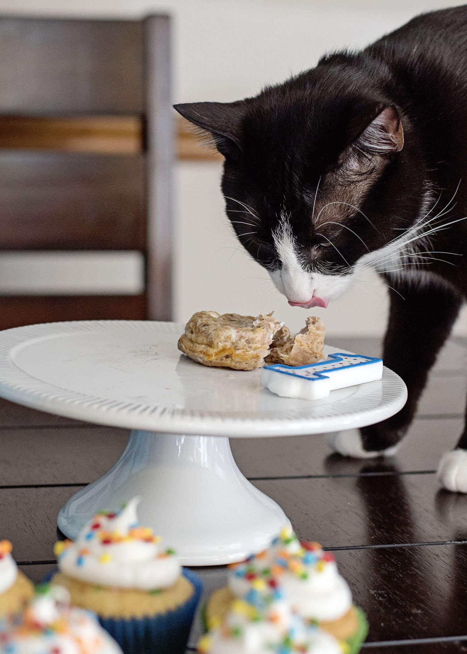 homemade food recipes for cats