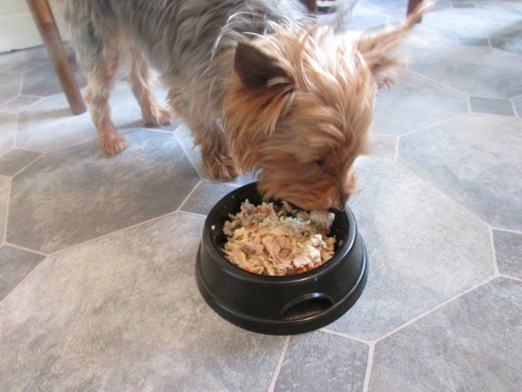 homemade food recipes for yorkies