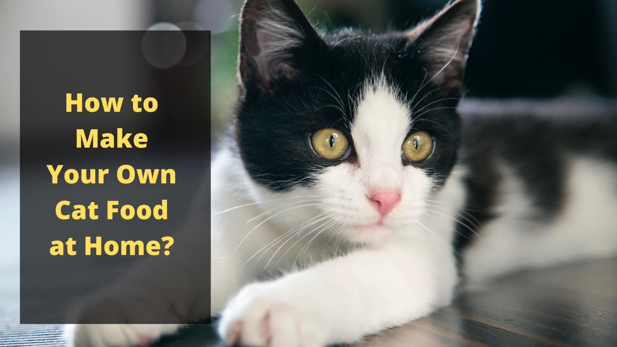 how to make cat food at home