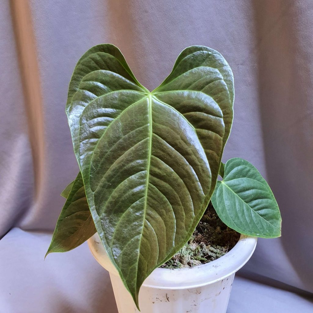 How to Make an Ant Borax Trap A StepbyStep Guide for Effective Ant