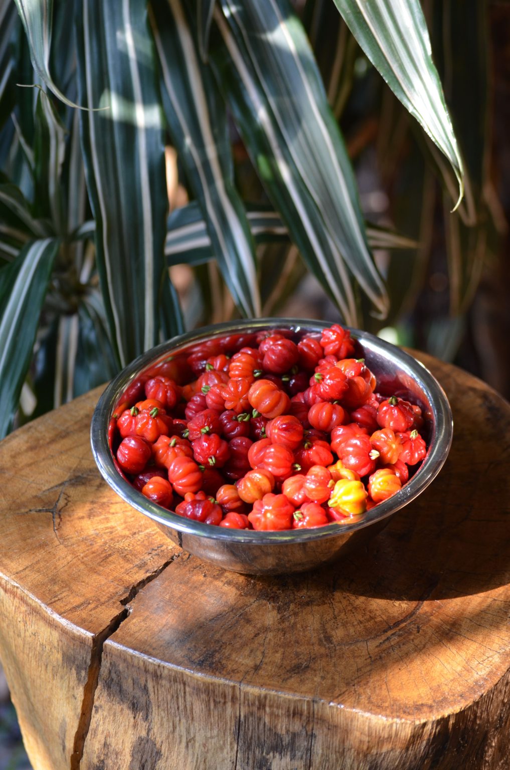 Brazilian Cherry: A Comprehensive Guide From Fruit to Flooring - Wave Sold