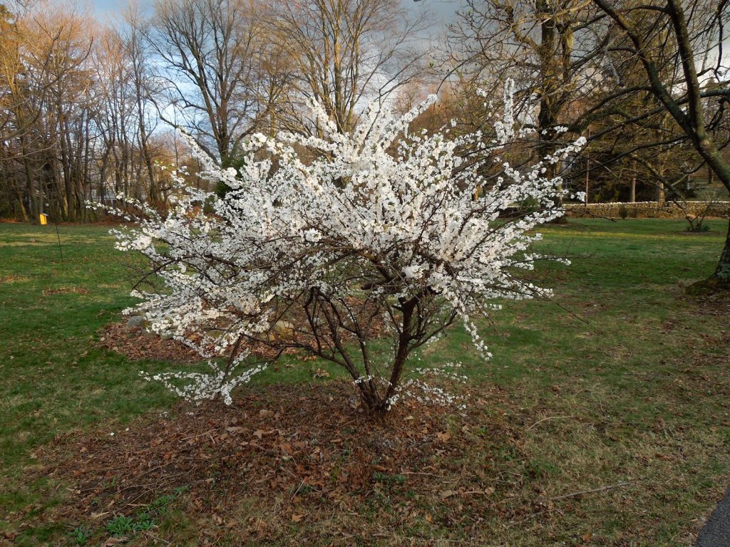 Bush Cherry Trees for Small Spaces: A Complete Guide to Growing and ...